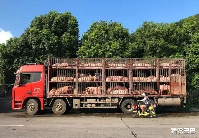 「生猪价格」北方“涨”声一片,10省猪价上涨,未来的猪市行情会如何呢?