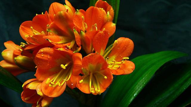 天蝎座|很有“女王范”的星座女,强大又独立,集“万千宠爱”于一身