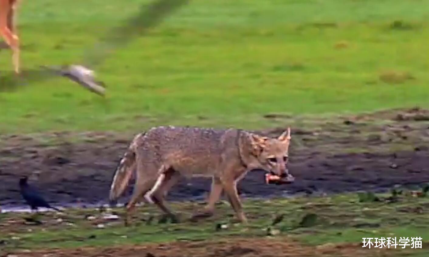 ##你看到过“鬼狗”吗？再不看，7年后可能就彻底灭绝了