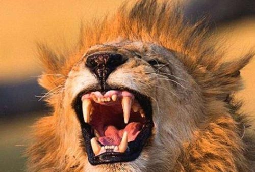 老虎|人类为什么一般只吃食草动物的肉不吃食肉动物的肉？