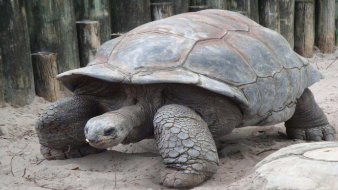 蚊子|那些创下吉尼斯的最大生物们,仅仅是一只蚊子就比巴掌还大