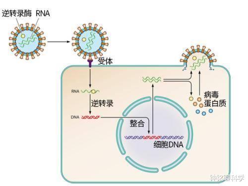 [微生物]蚊子吸了艾滋病人的血后，再去吸他人血，会导致艾滋病传播吗？