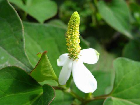 [消炎药]纯天然的消炎药，女性要多吃，感冒、妇科炎症看见也许绕道跑