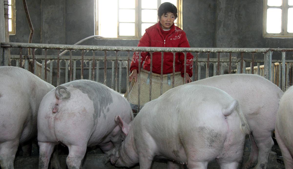 生猪价格@猪价“7连跌”,五一猪价还能“起飞”吗?看专业人士怎么说!