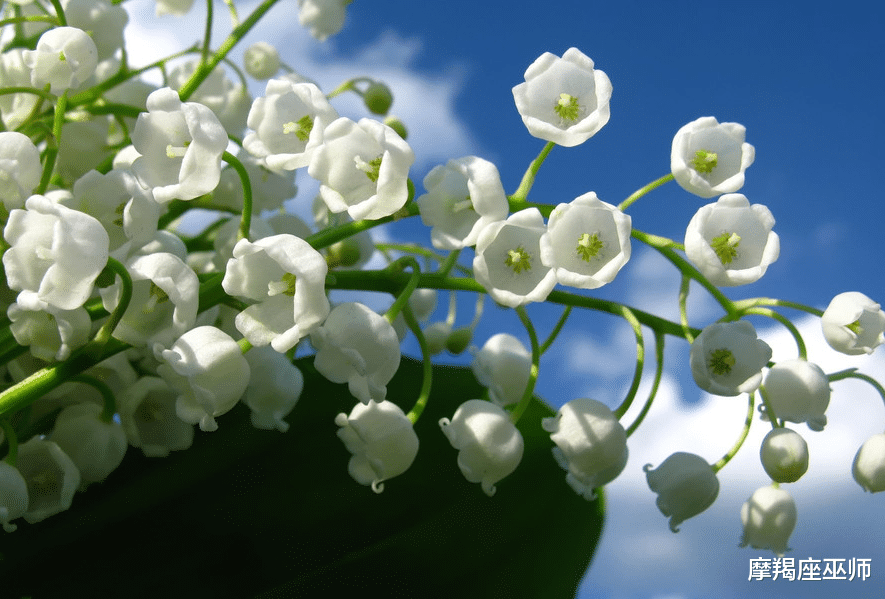 生肖|11月,浪漫温馨,忠贞不渝,缘来缘去,不离不弃,爱情接踵而来