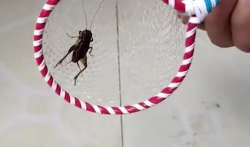 青海新闻联播|男子靠捉这种虫子，10年买了两套房！最贵一只能卖1万2千元！