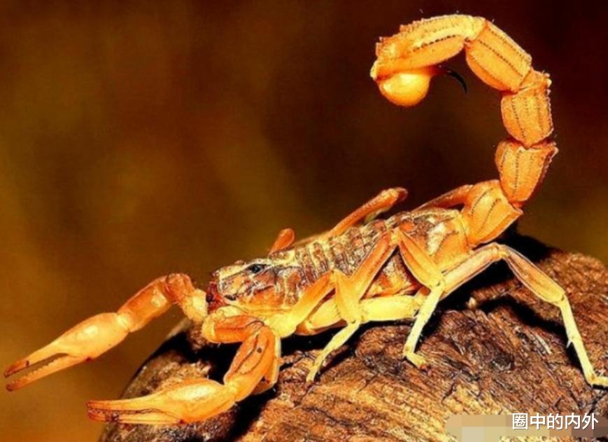 蝎子|看见了这几种蝎子，赶紧跑，剧毒无比，瞬间致命