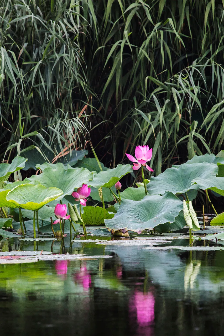 旅行|国内必去的100个地方,去过18个,你就是超级旅行达人