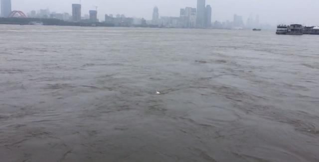 池塘|长江钓鱼日进斗金？武汉长江边，职业钓鱼人组团锚鱼，一条卖两百