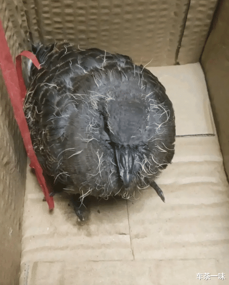 耳机■“工地里捡的耳机，连喇叭都没有”为啥有人出价4位数想收购？