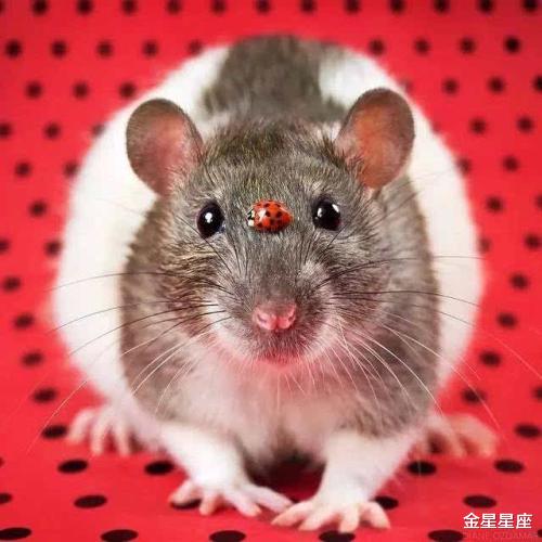 属鼠|属鼠人最近7天喜鹊报喜，财源广进步步高，生活风生水起