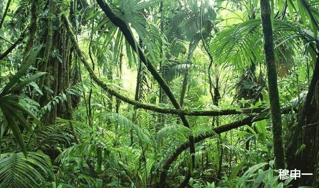 |巨蟒的天敌是什么？为什么如今巨蟒数量这么少？