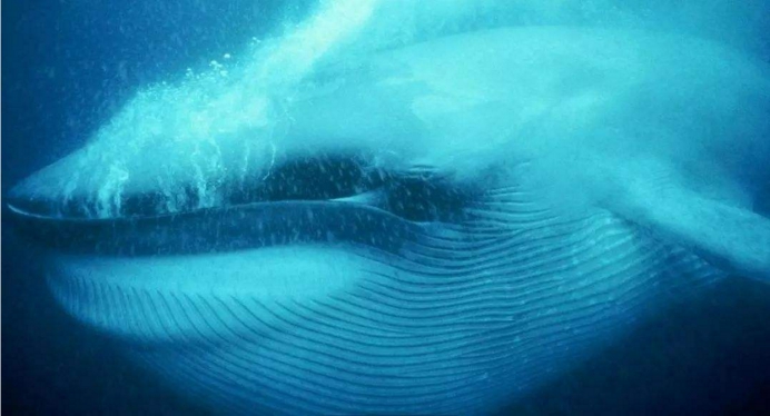 鲸鱼@它是海洋中最强的寄生物，也是鲸鱼的噩梦，连蜕皮都不能摆脱它