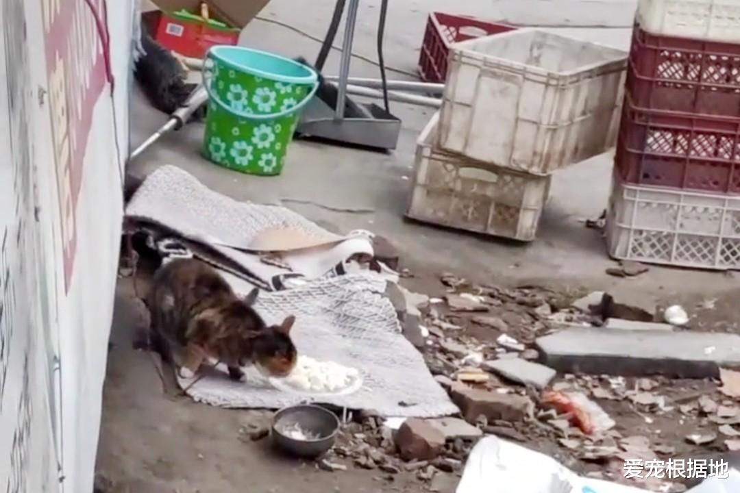 比流浪猫还惨的家猫，大冬天被主人拴在室外，三天吃上一顿饭