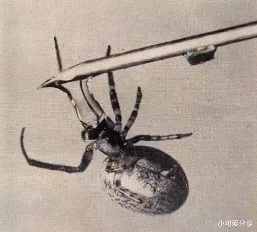 蜘蛛：吸毒有多可怕？看看“嗑药”后的蜘蛛织的网就知道了