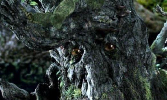 食人树|传说中的“食人树”竟真的存在?主要以动物为食,还有人专门喂养