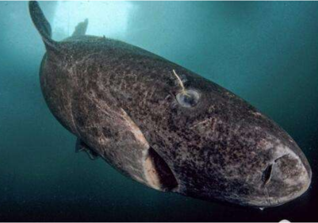 鲨鱼|世界上最孤独的鲨鱼，如今已经512岁，行动缓慢眼睛已经退化