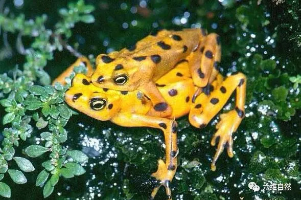 #蟾蜍#巴雨林中一种金色的蟾蜍,有着青蛙外形,其卵孵化成蝌蚪仅需一天