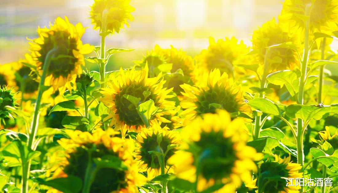 生肖■6月23号偏财运大旺,惊喜连连的3生肖,买不买彩票自己看