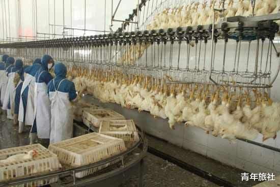 @1只鸡只有2个爪子，为什么鸡爪能不断供应？看完你还敢吃吗？