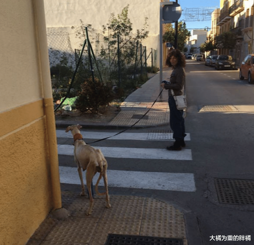 流浪狗被女子所救，它带伤“引导”女子回家，10只小狗也有幸被救