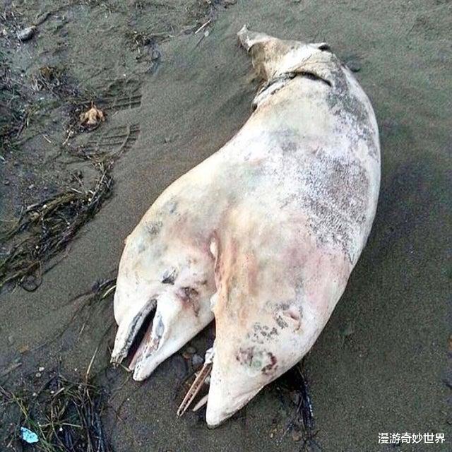 「」大自然可怕的一面，看得身体发凉！