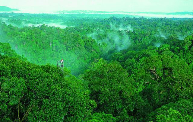 【化石】世界上最大的蛇是什么蛇？