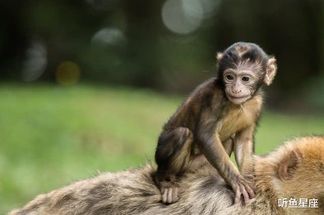 『生肖』6月中旬，福禄并进，4生肖财运亨通，不中大奖也发横财