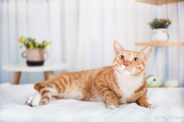 橘猫吃什么猫粮好呢？