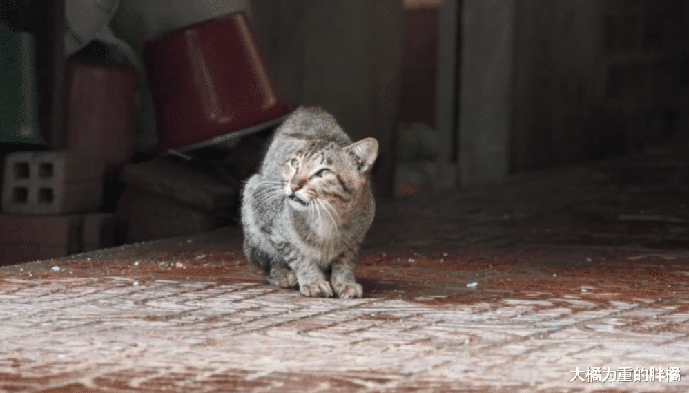 老猫躲在寺庙“苟活”，却连食物都被流浪狗抢走，无助的它没退路