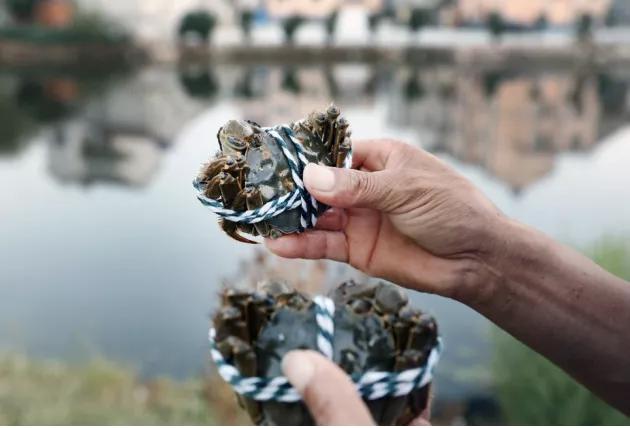 新周刊|阳澄之下，再无螃蟹？这些湖区不答应……