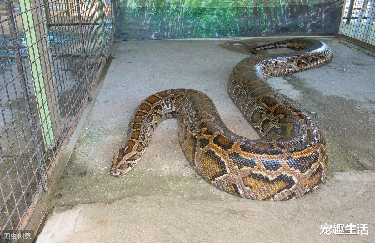 【金刚鹦鹉】金刚鹦鹉在院子躁动，担心有人偷鸟，冲忙跑出去后，明哲保身