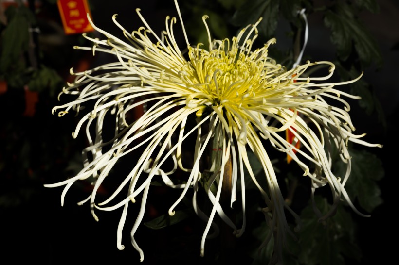 生肖:六月份下旬,天生耐看脸,越长越好看,异性缘高居不下的4大生肖