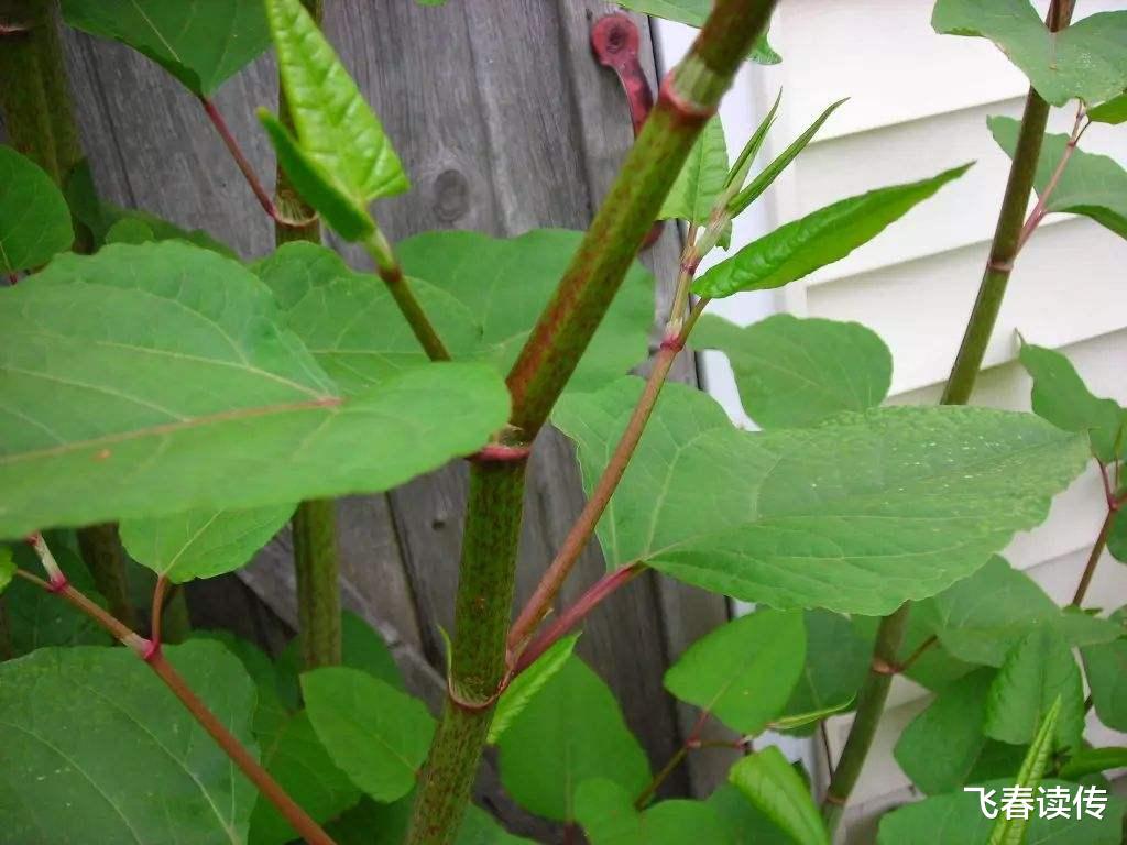 科学家|植物入侵，能导致人自杀，这不是科幻片，是历史和现实