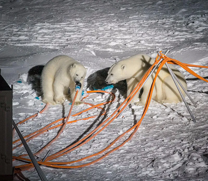 北极|北极漂泊389天后,数百名科学家带回一个噩耗:北冰洋正在死去