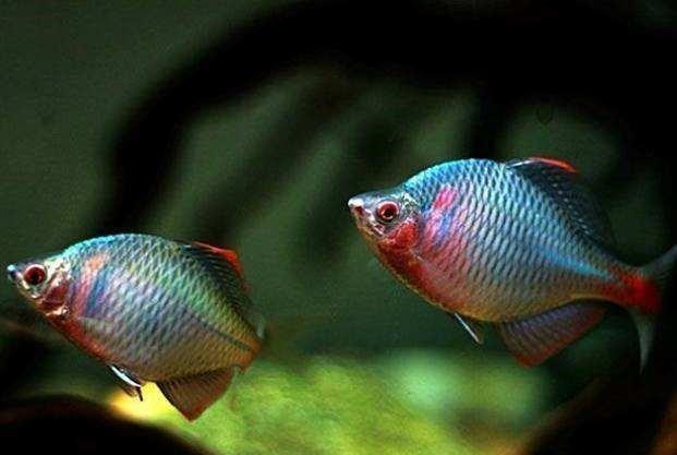 |在农村有“新四大家鱼”令钓鱼人“难受”，你认识几种呢