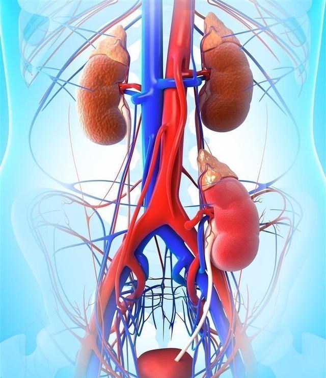「医学」人失去哪些器官不会死?8个没用器官,医生一般不会告诉你