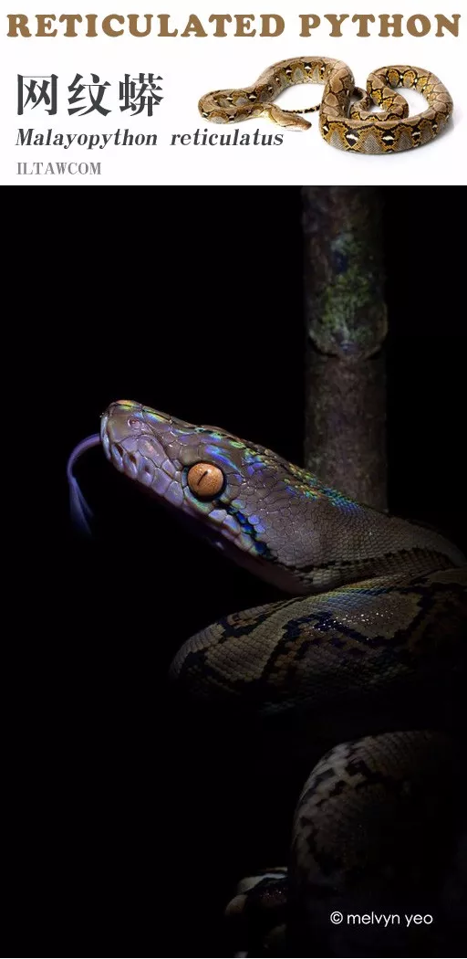 |世界上最长的蛇可以有多长?