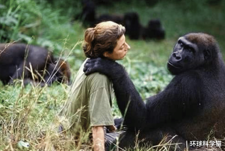 后代|人猿杂交引发争议！你如何看待人类给动物杂交？