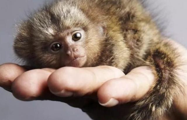 ##世界上最小的猴子,成年猴身长只有十多厘米,最大的天敌是鸟类!