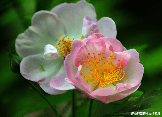 [运势]6月中旬开始，4属相好事进门，发展红火，财富滚滚而来