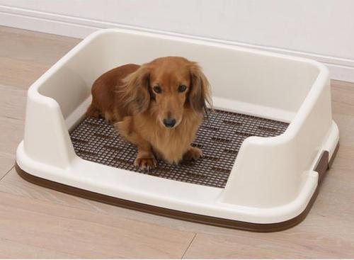 不知道如何正确训练狗狗上厕所？看这里就对了