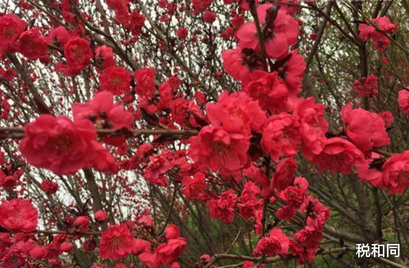 「生肖」6月下旬，财从天降，衣食无忧，日子喜气洋洋，烦恼消散的生肖