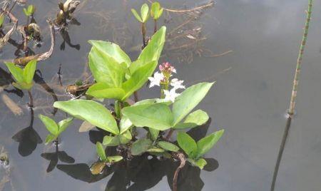 癌细胞:它是治疗失眠“特效药”,池塘边常见,味道好功效强,遇见别错过