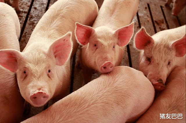 豬價“躁動”肉價再起波瀾，元旦、春節毛豬及豬肉預計要漲至……-圖3