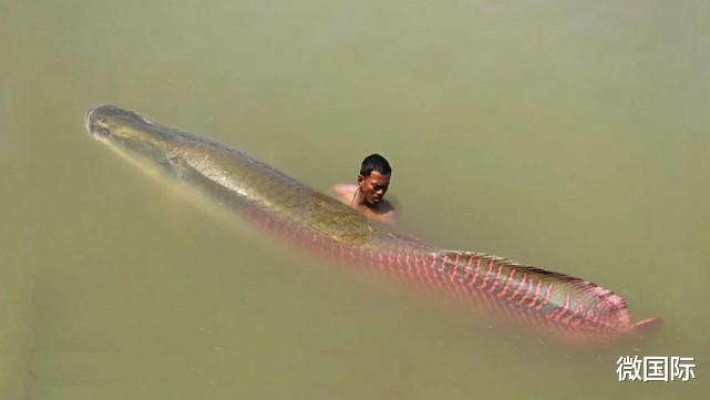 巨骨舌鱼|世界上最大胆的淡水鱼，不仅不怕人类还爱围观人类，蠢到差点灭绝
