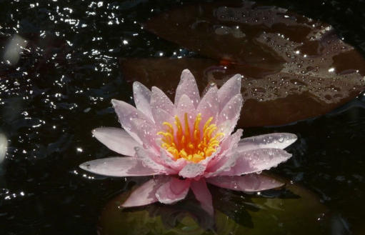 生肖|预计一周内，缘分与桃花拨动心弦，展望年底顺利脱单的四大生肖！
