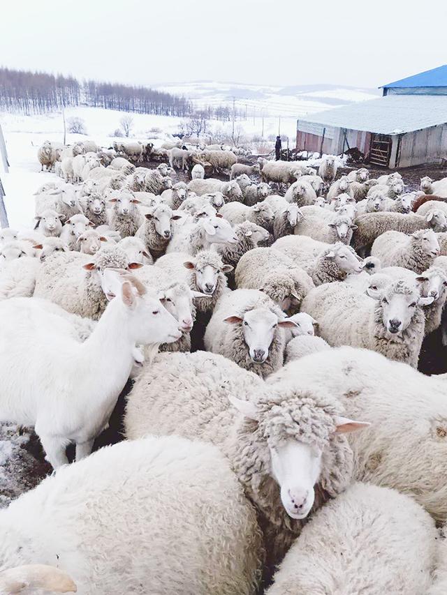 「广州市」几百只肉羊等出栏，第一书记喊你吃烧烤