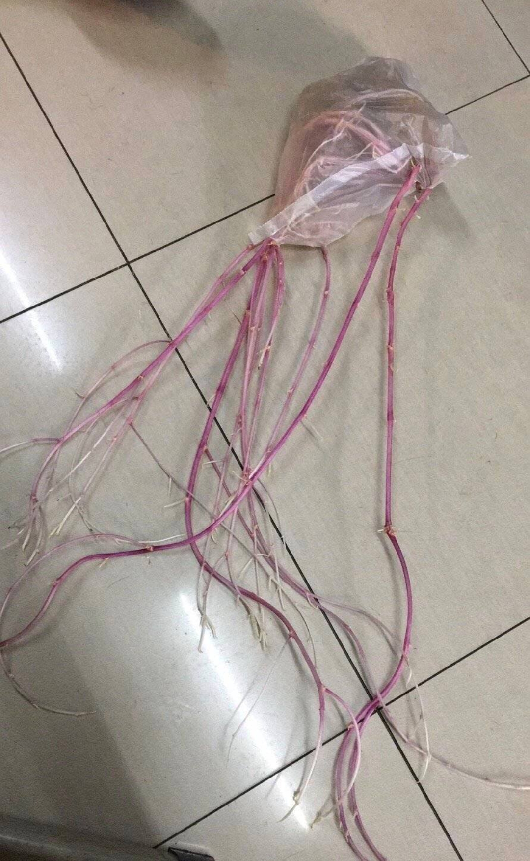 大学生|南方大学生返校后！推开门都快哭了？网友：南方水土太肥沃！