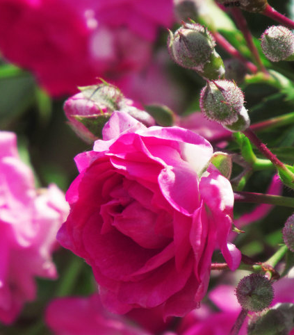 ##在未来半年，4属相好运接二连三，财运爆棚，平步青云成贵人